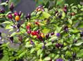 Capsicum eximium